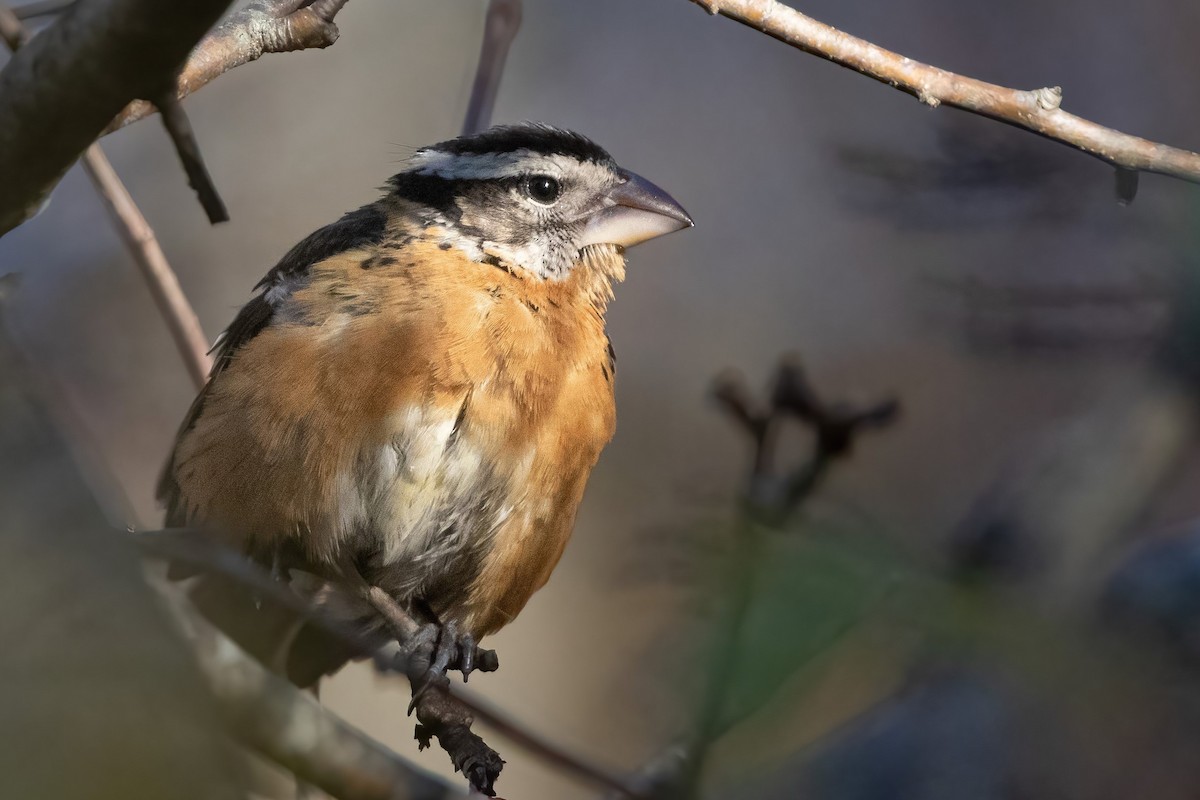 Black-headed Grosbeak - Sam Zhang