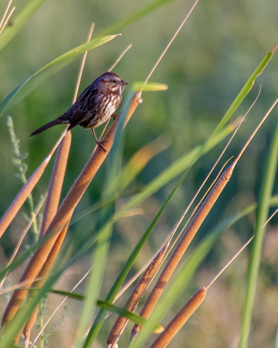 Song Sparrow - Tim Ludwick