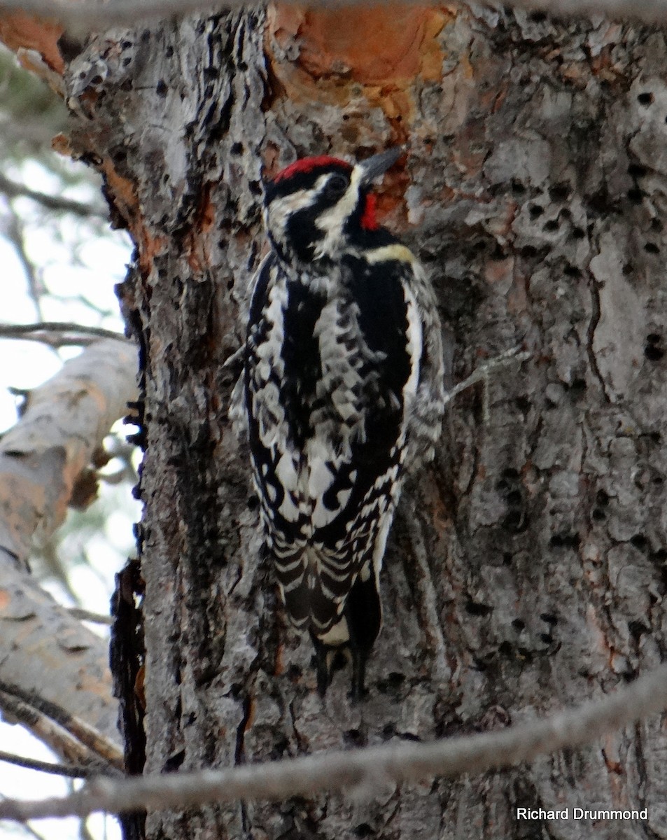 Yellow-bellied Sapsucker - Richard and Janice Drummond