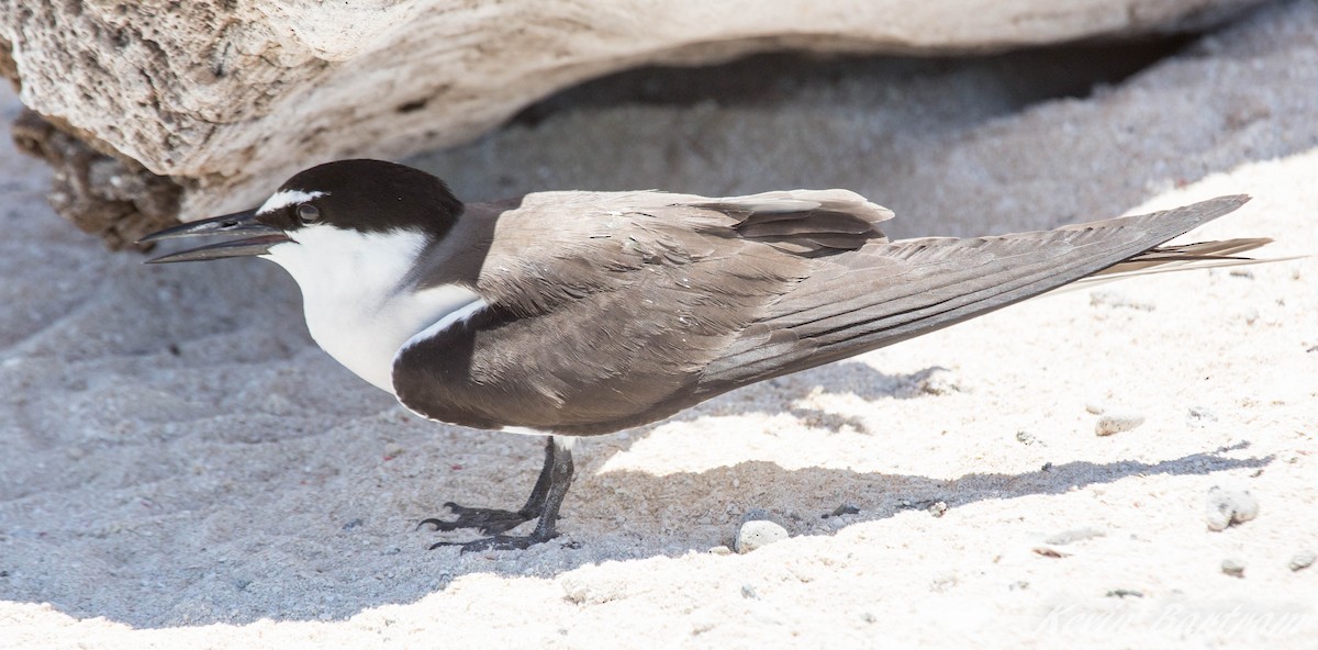 Bridled Tern - Kevin Bartram