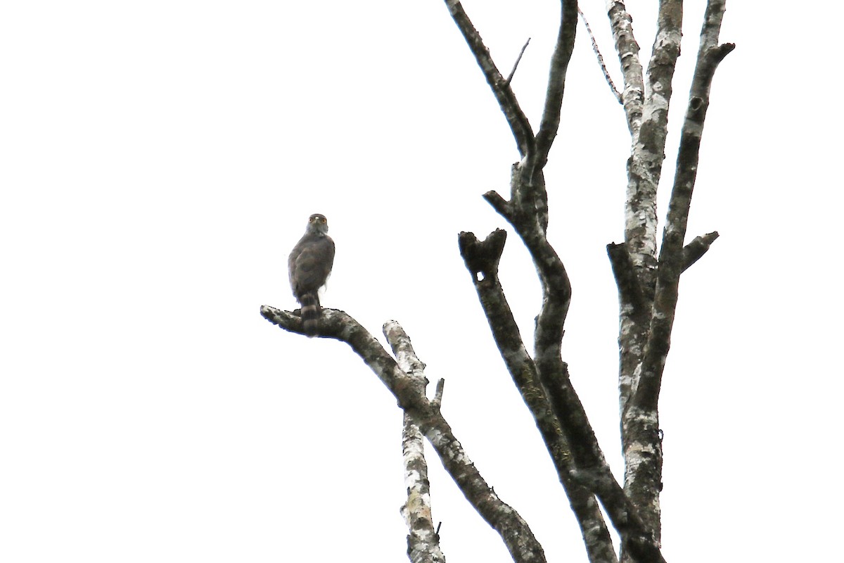 Crested Goshawk - ML271042281