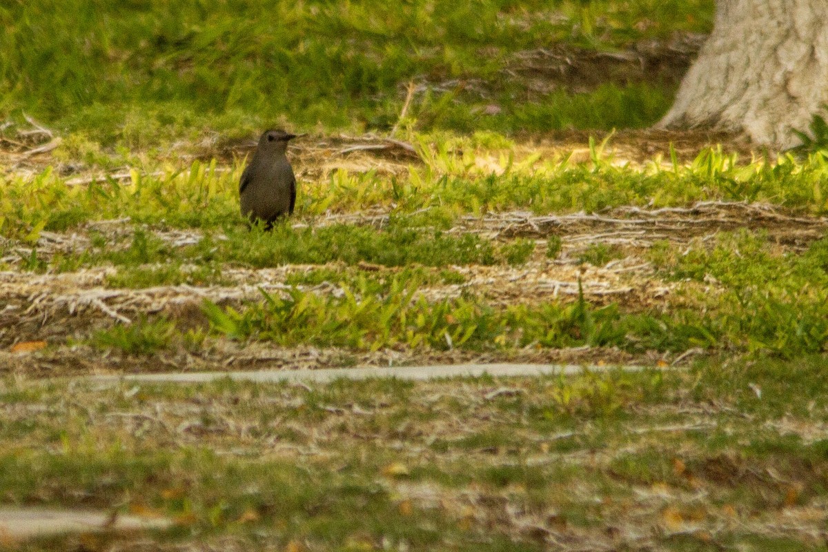 Gray Catbird - ML271043071