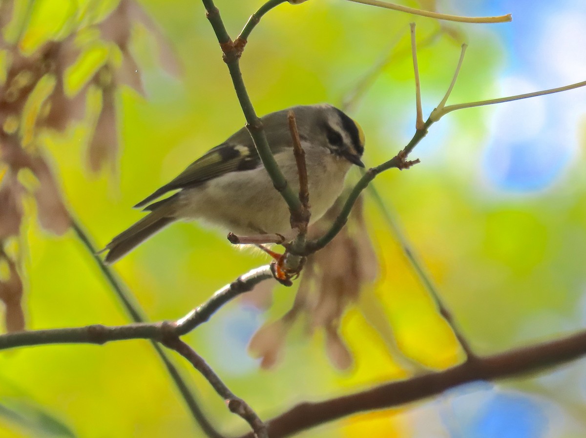 Golden-crowned Kinglet - Kisa Weeman