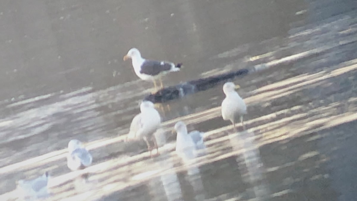 Lesser Black-backed Gull - ML271043891