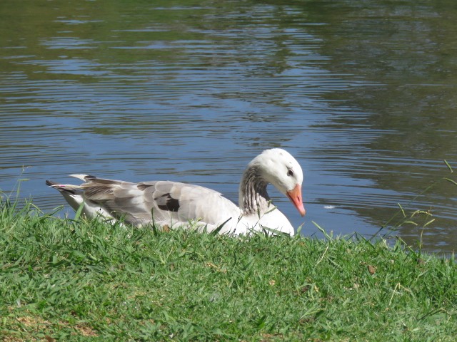 Graylag Goose (Domestic type) - ML271045421