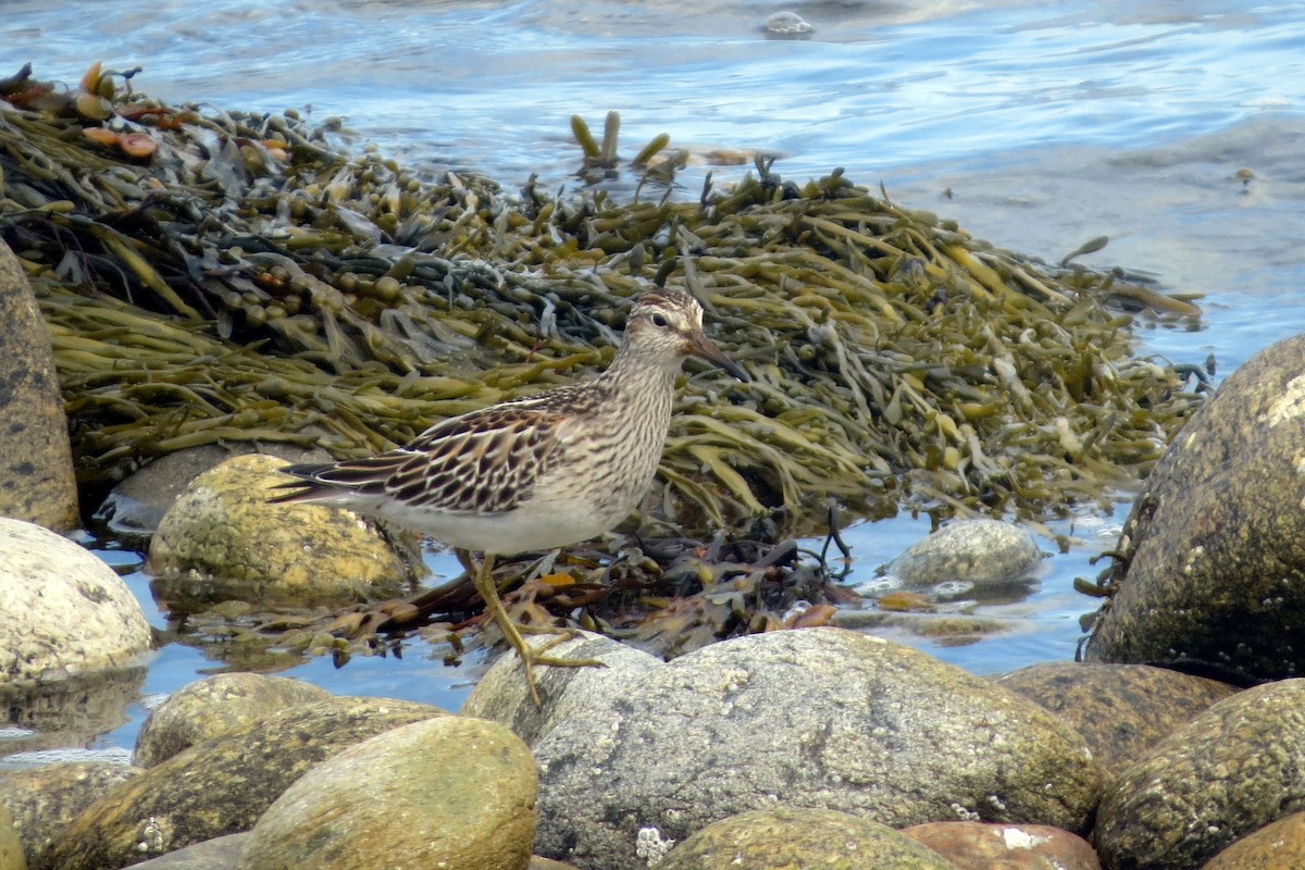 Graubrust-Strandläufer - ML271045801