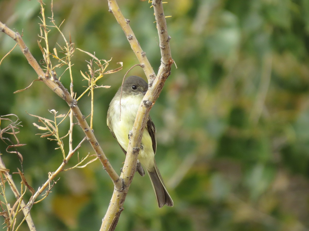 Eastern Phoebe - ML271050311