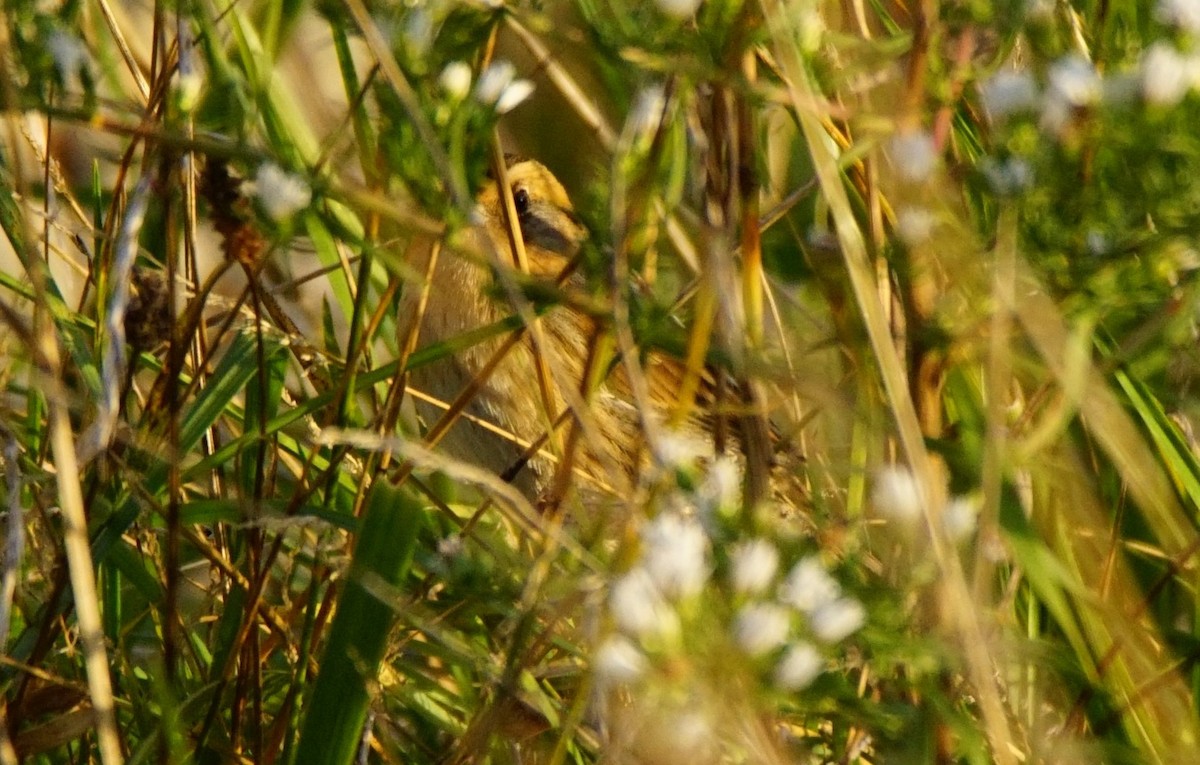 Nelson's Sparrow - ML271051011