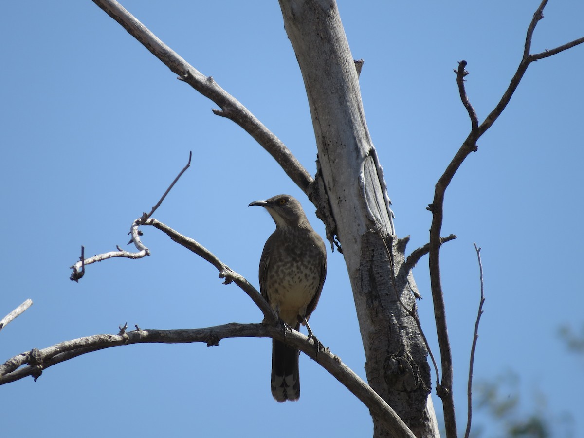 Curve-billed Thrasher - ML271051121