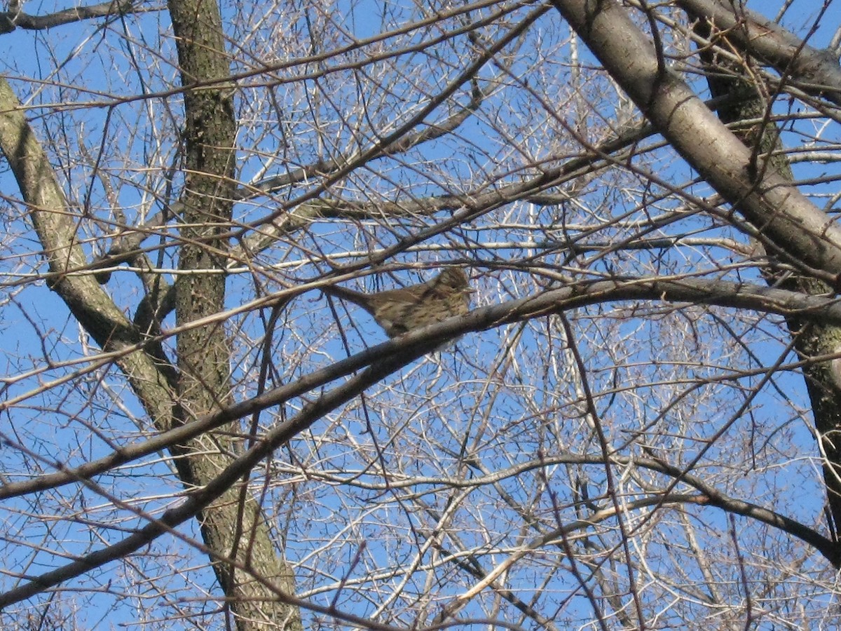 Lincoln's Sparrow - ML271051811