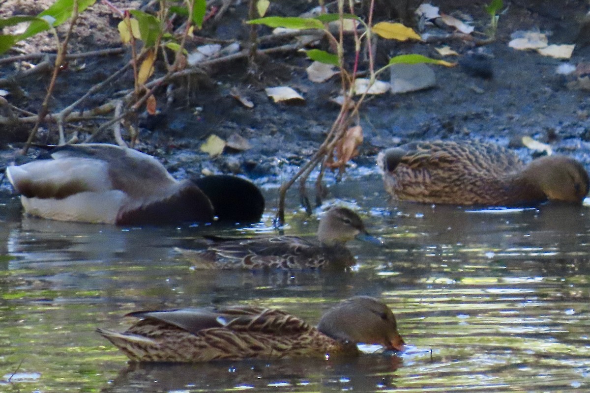 Green-winged Teal - ML271052211