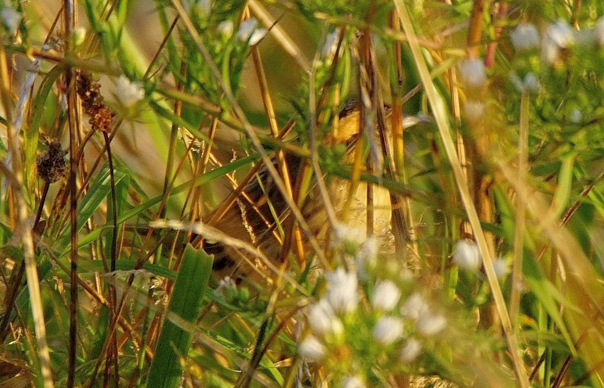 nålstjertspurv - ML271053761