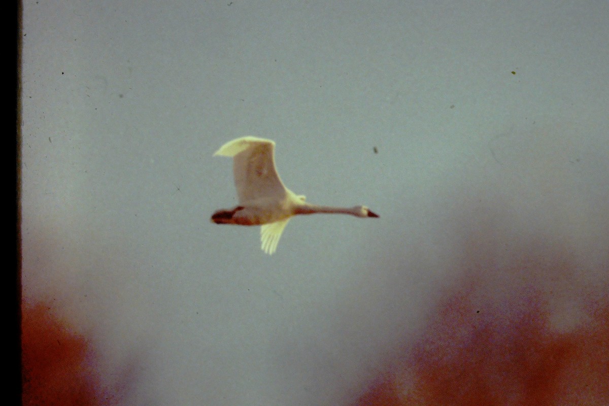 Tundra Swan - ML271054701