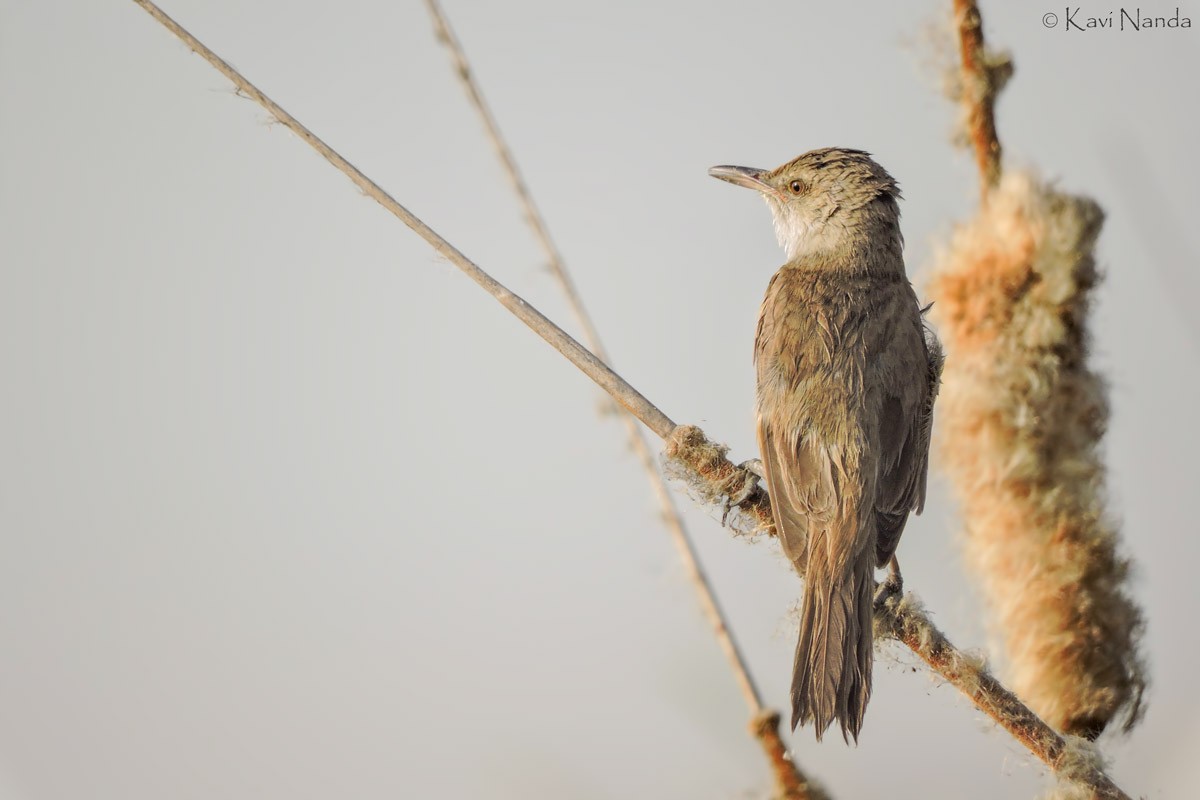 Clamorous Reed Warbler - ML27105531