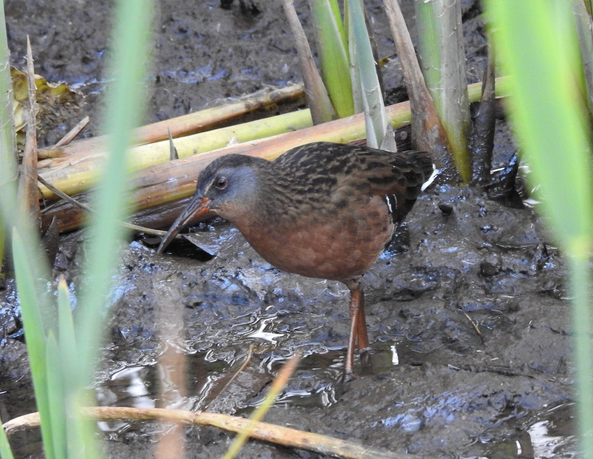 Virginia Rail - Bruce Hoover