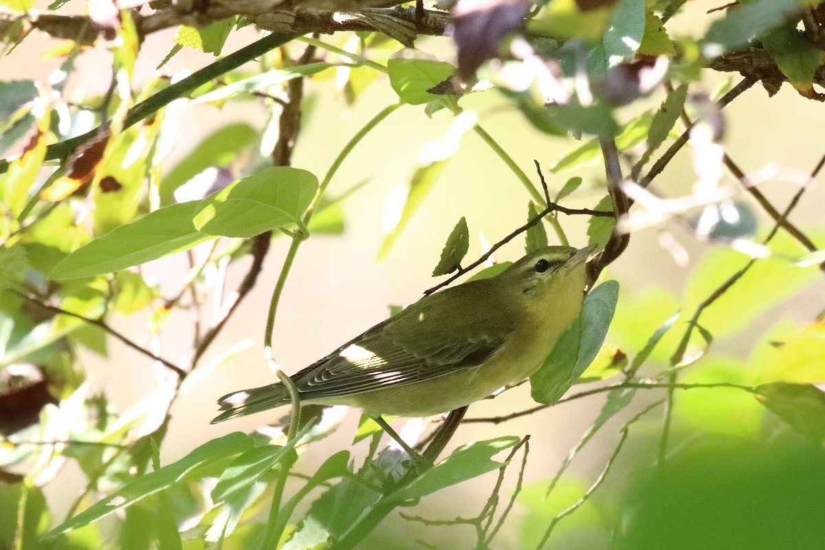 סבכון טנסי - ML271059161