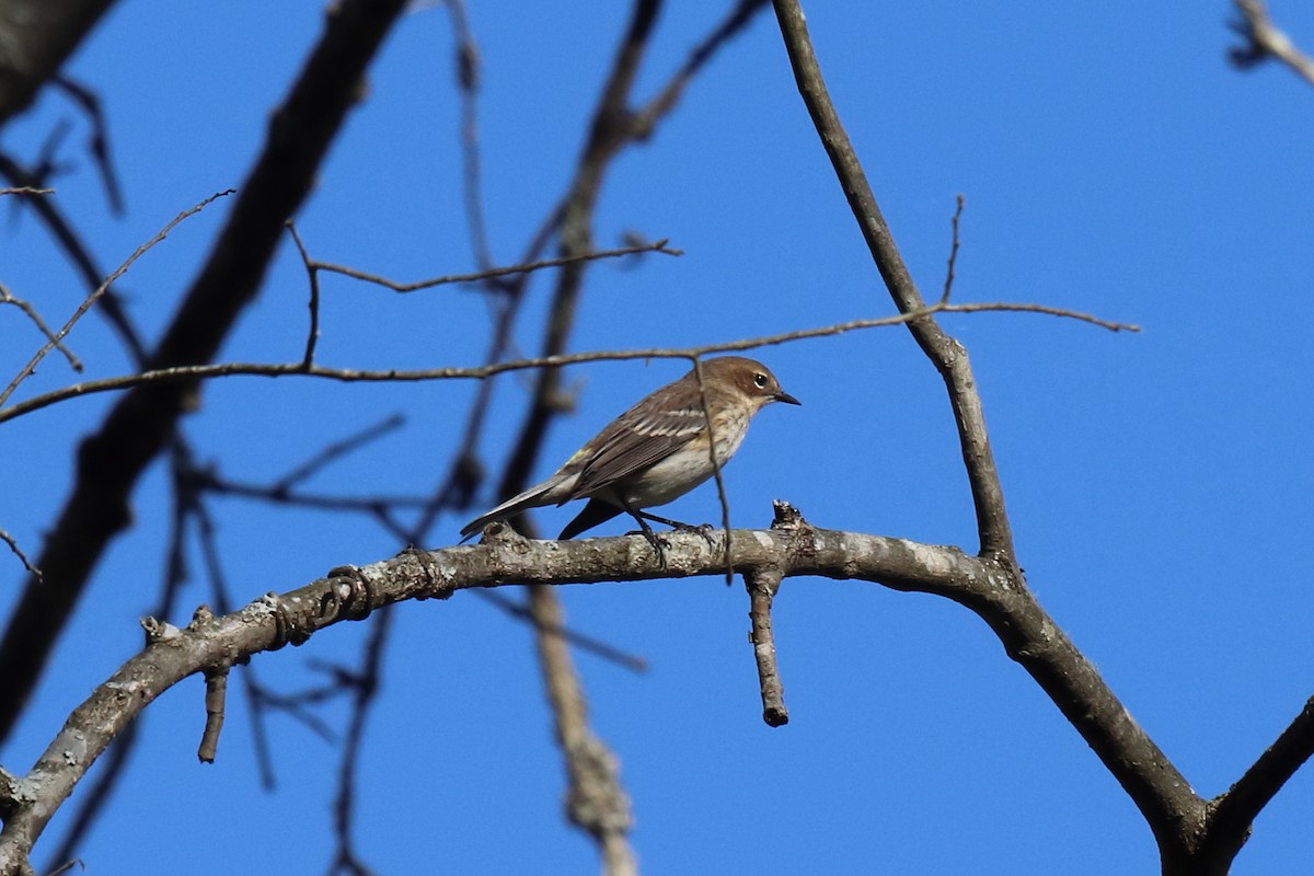 Yellow-rumped Warbler - ML271059261