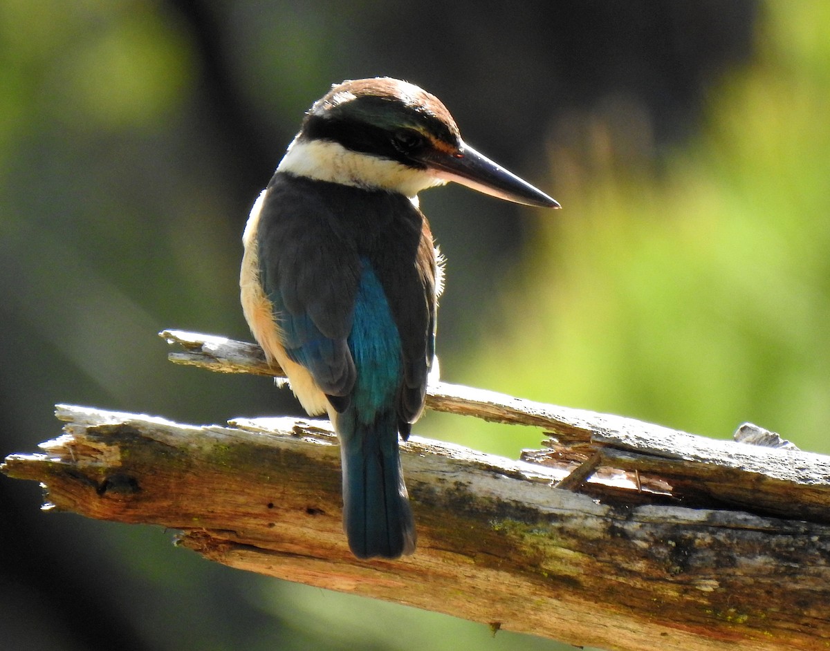 Sacred Kingfisher - ML271059471