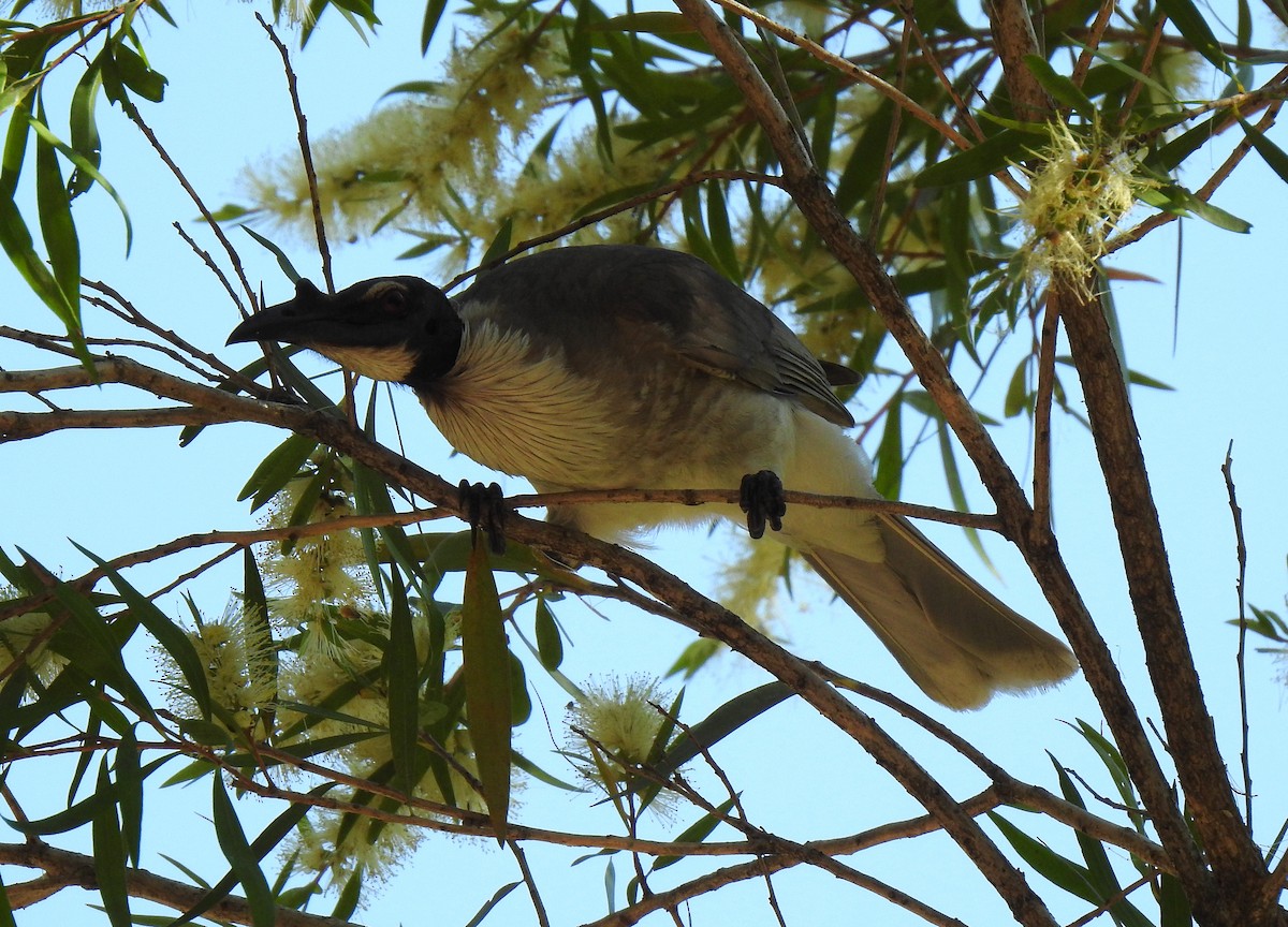 Noisy Friarbird - ML271059521