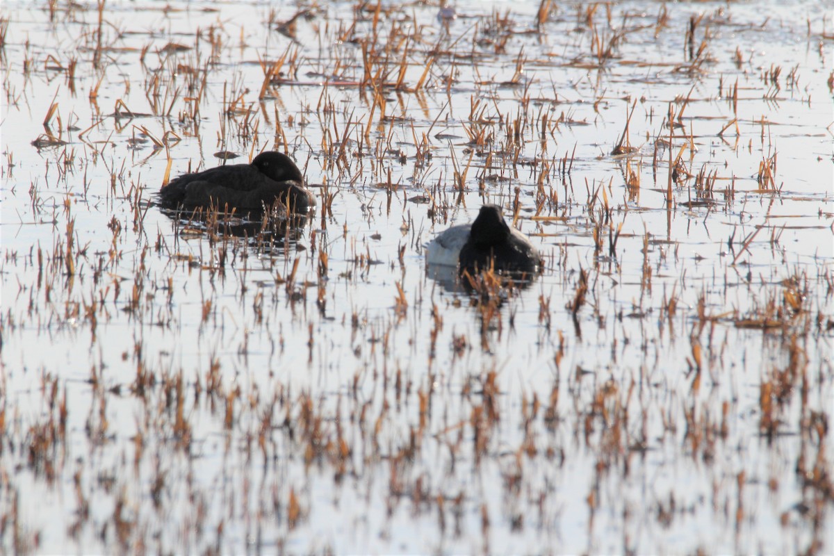 Greater Scaup - ML271059831