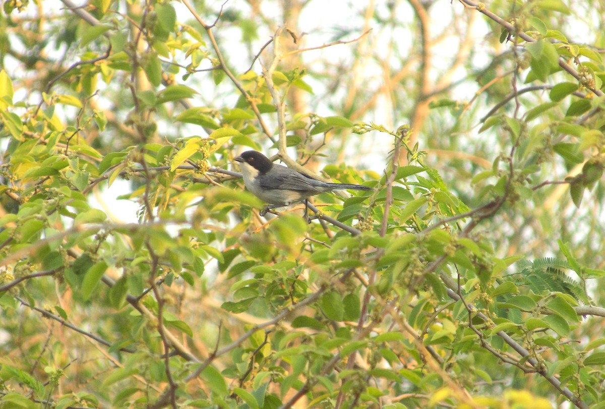 Black-capped Warbling Finch - David Elias Gamarra