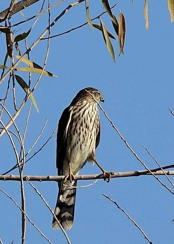 Sharp-shinned Hawk - ML271062441