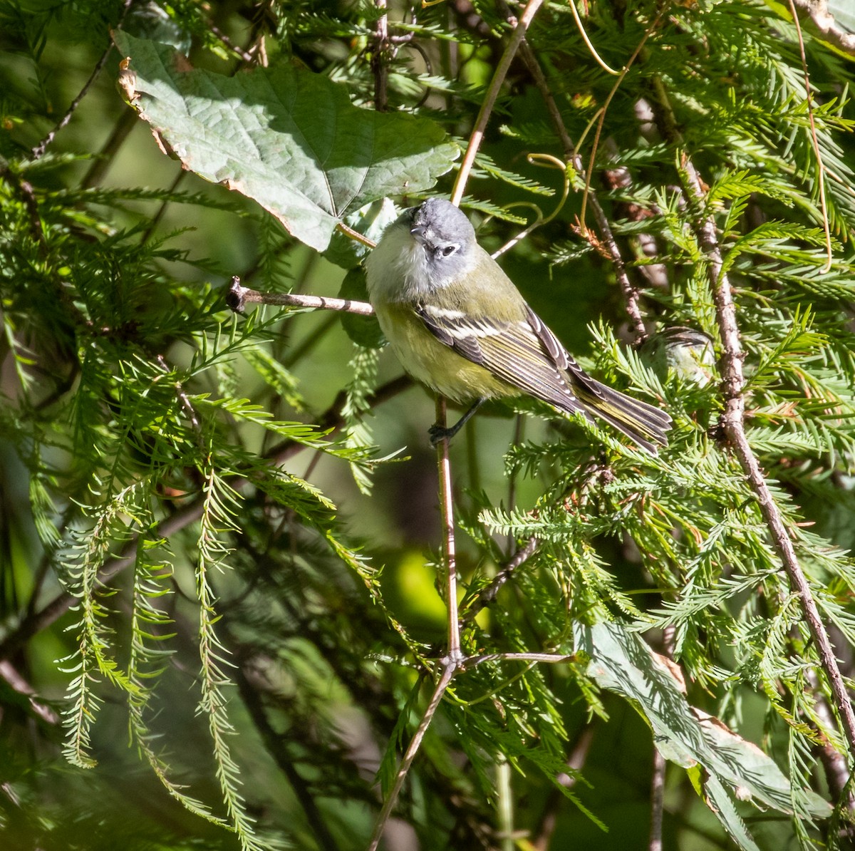 Blue-headed Vireo - ML271064141