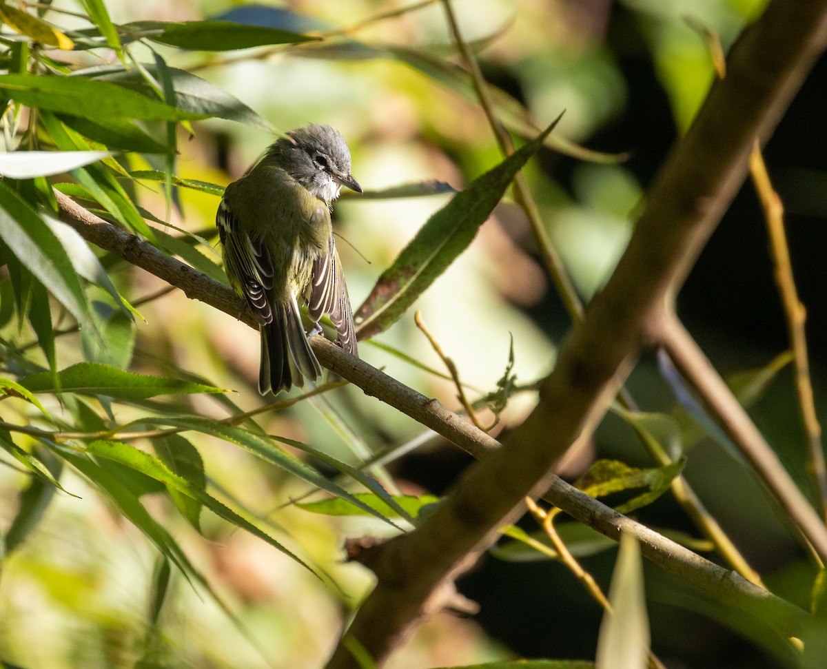 Blue-headed Vireo - ML271064171