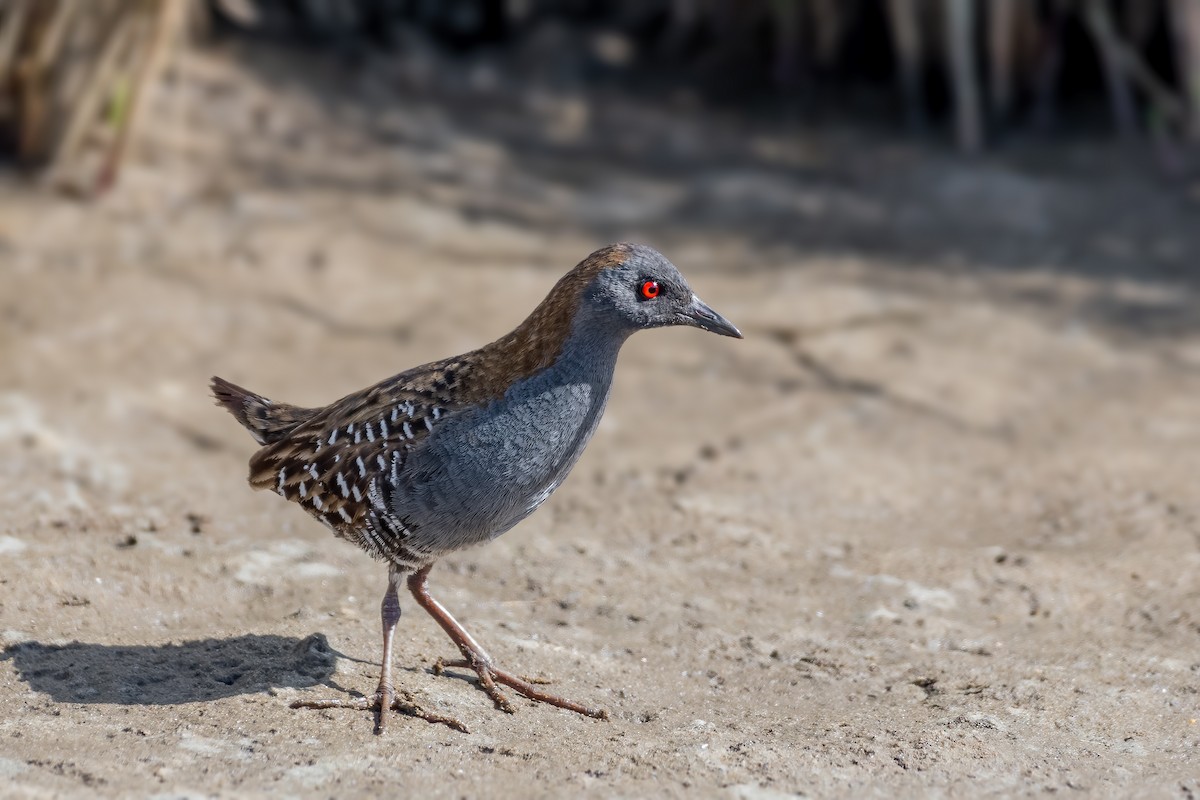 Dot-winged Crake - ML271065061