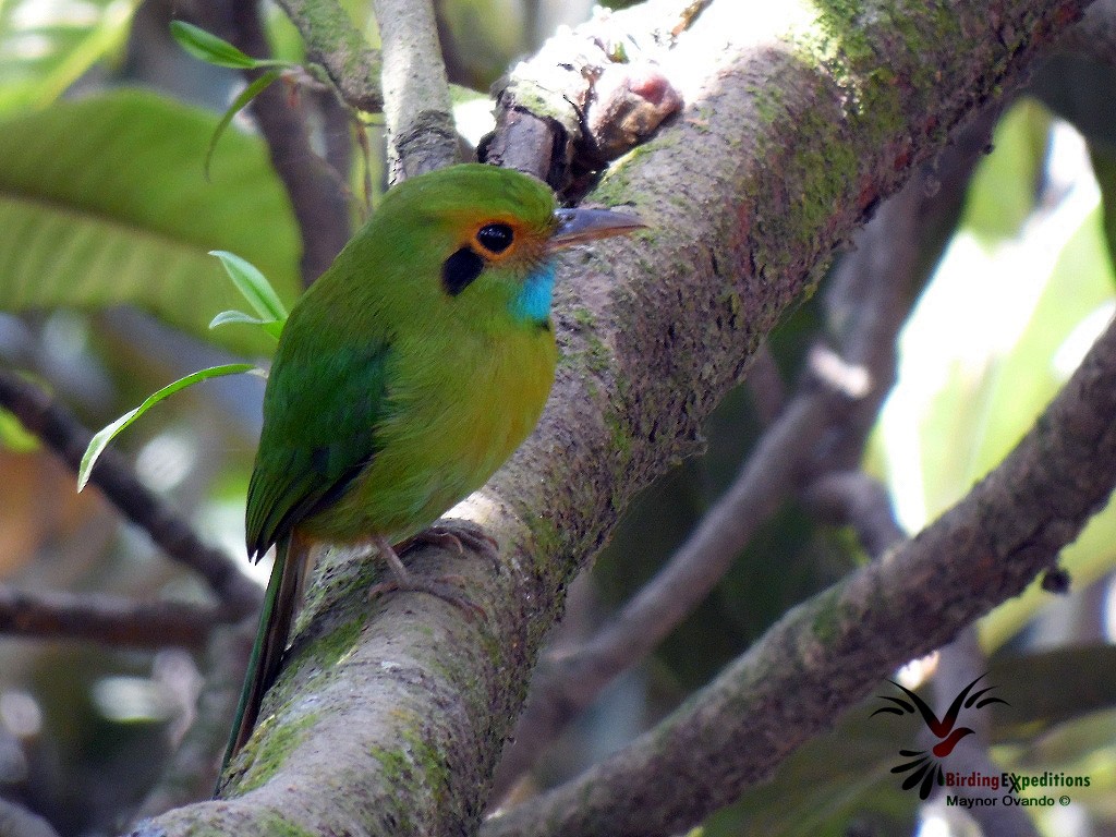 Blue-throated Motmot - Maynor Ovando