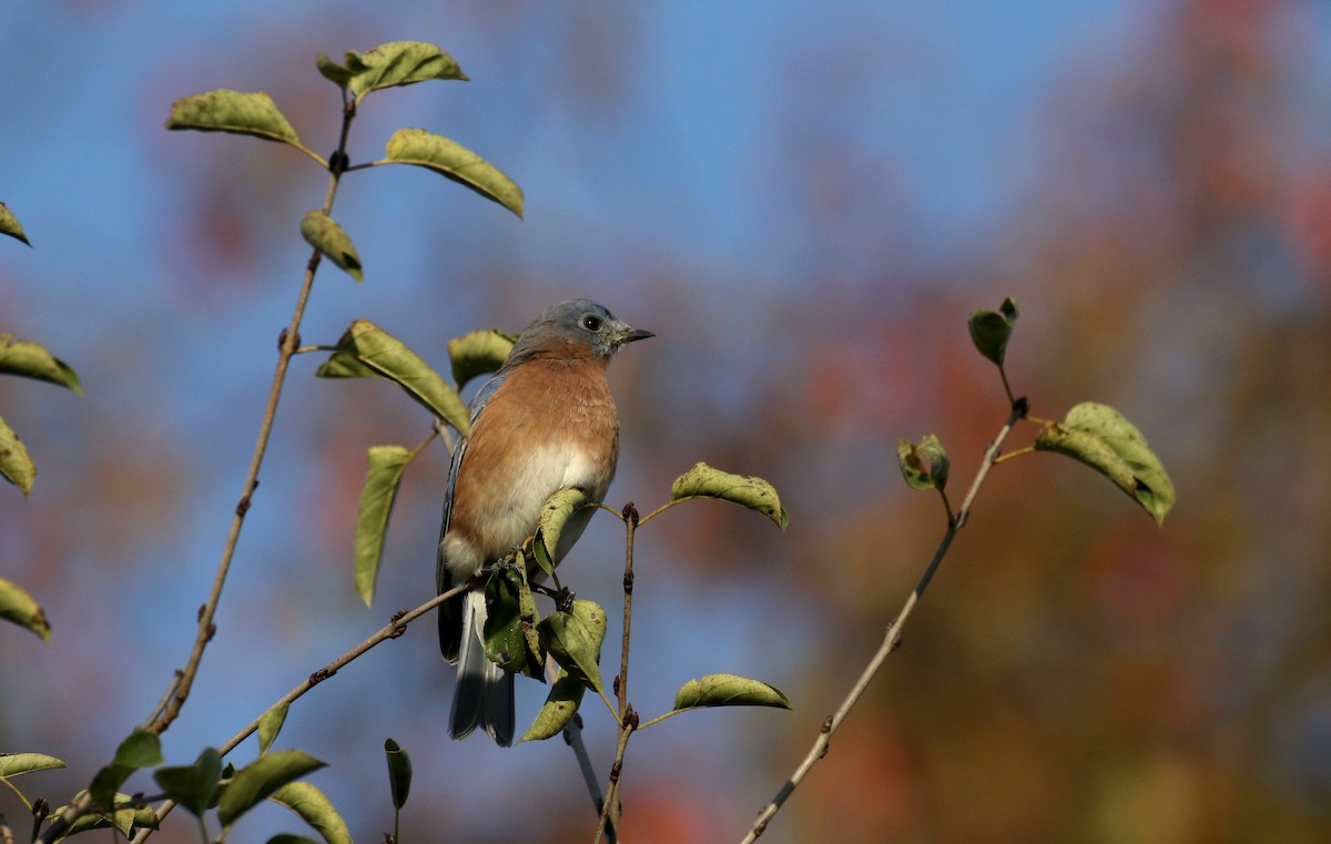 Eastern Bluebird - ML271067691