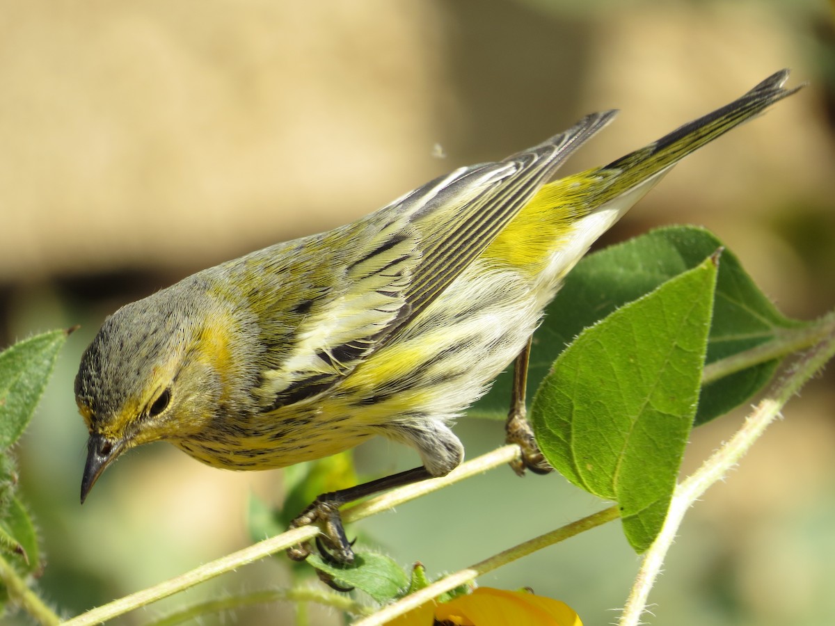 Cape May Warbler - ML271068081