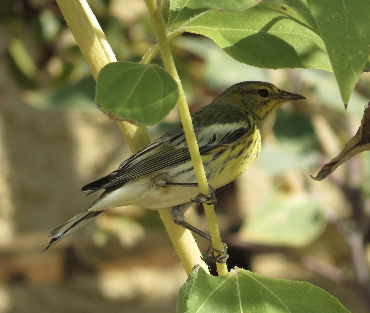 Cape May Warbler - ML271068231