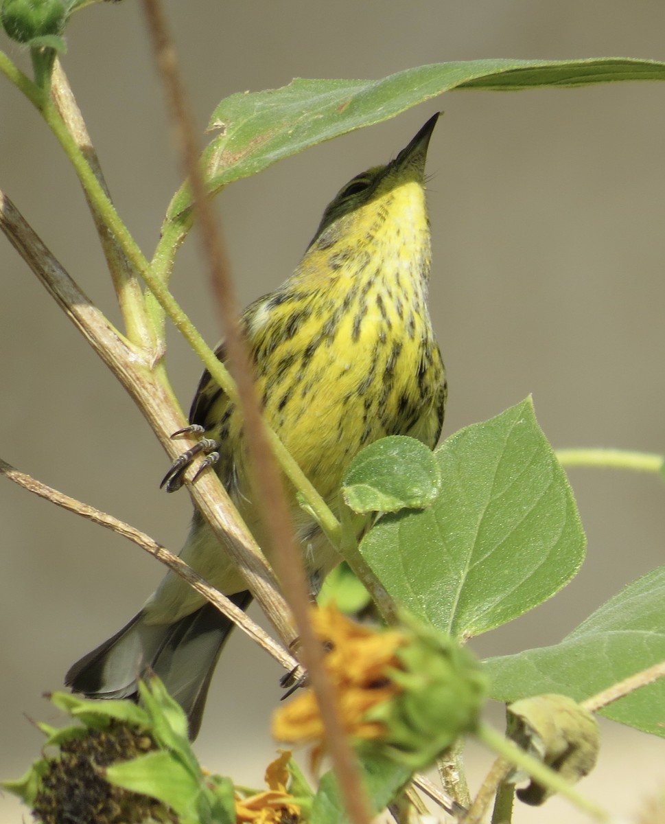 Cape May Warbler - ML271068311