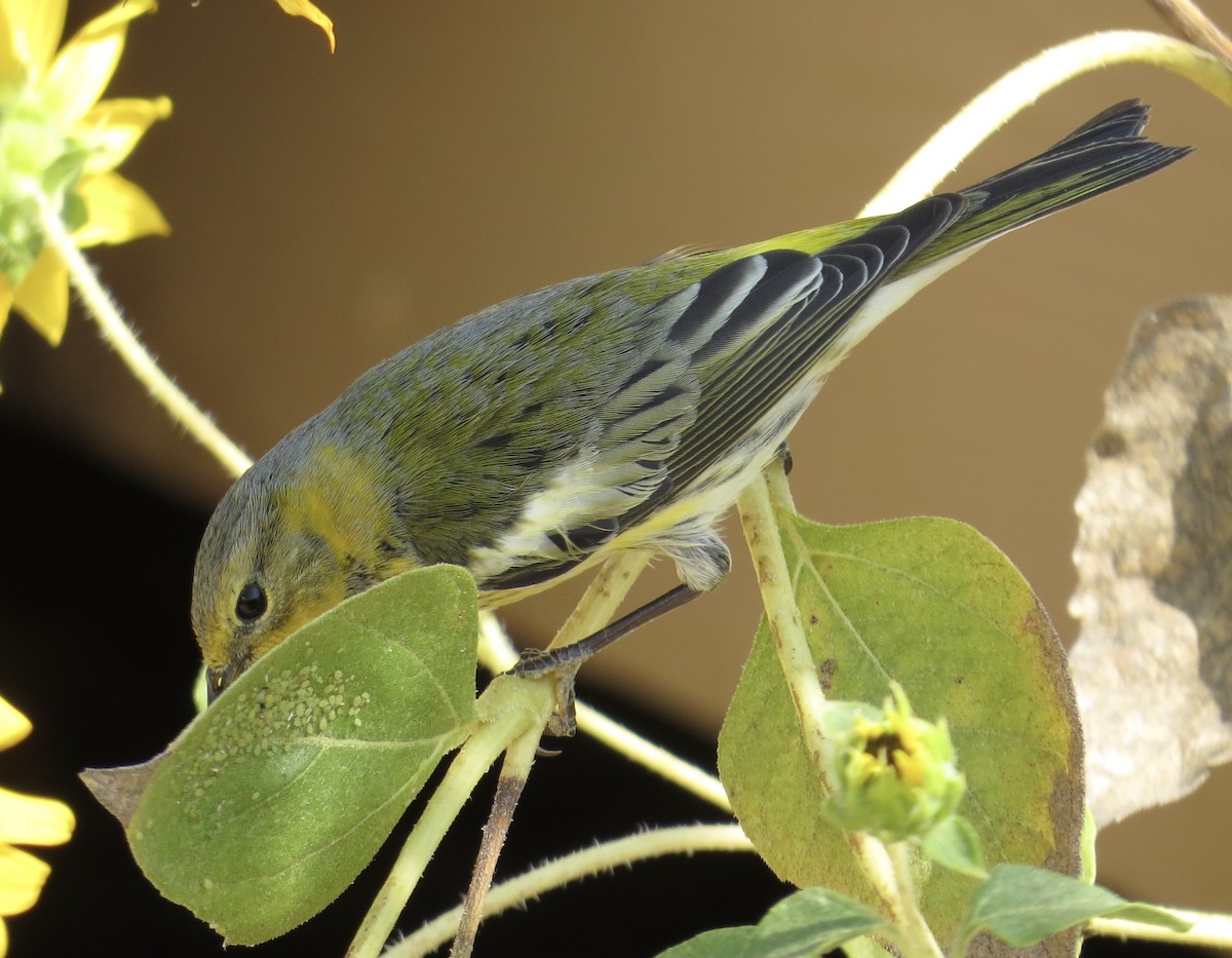 Cape May Warbler - ML271068361