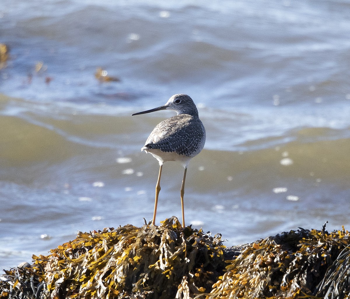 Greater Yellowlegs - ML271068991