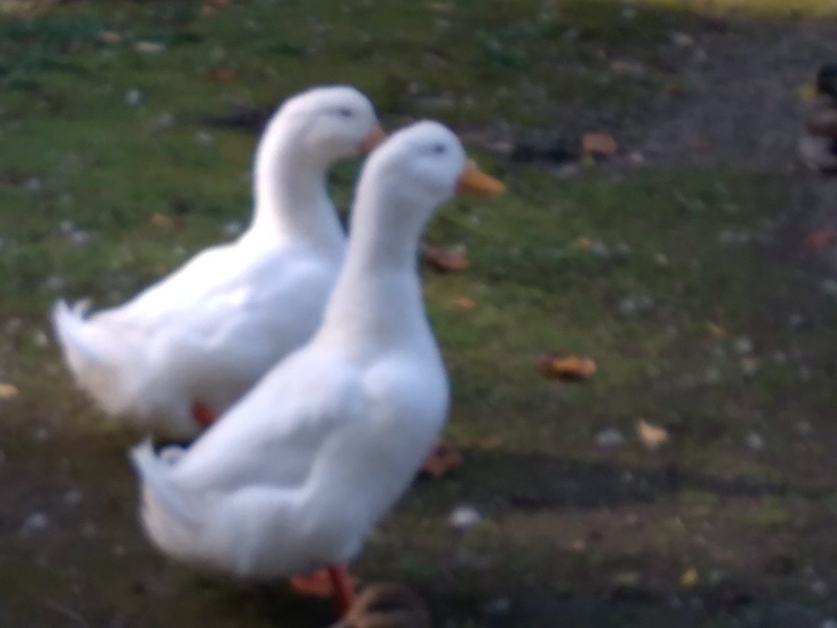 Mallard (Domestic type) - ML271071301