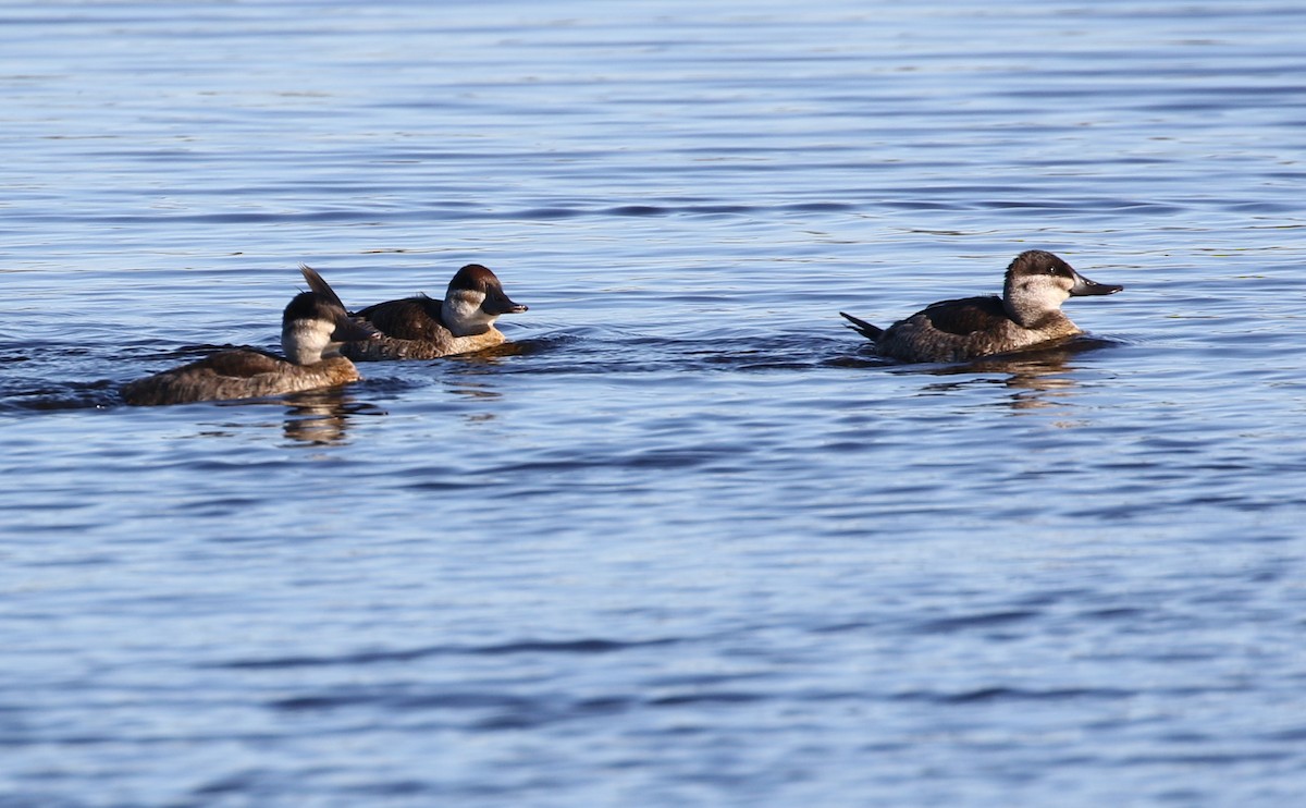 Ruddy Duck - ML271073981