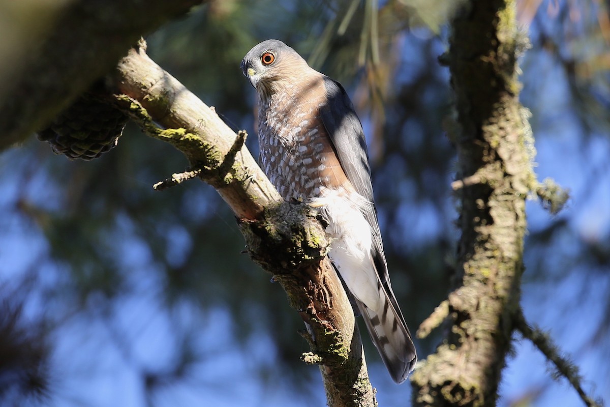 Sharp-shinned Hawk - Keith Gress