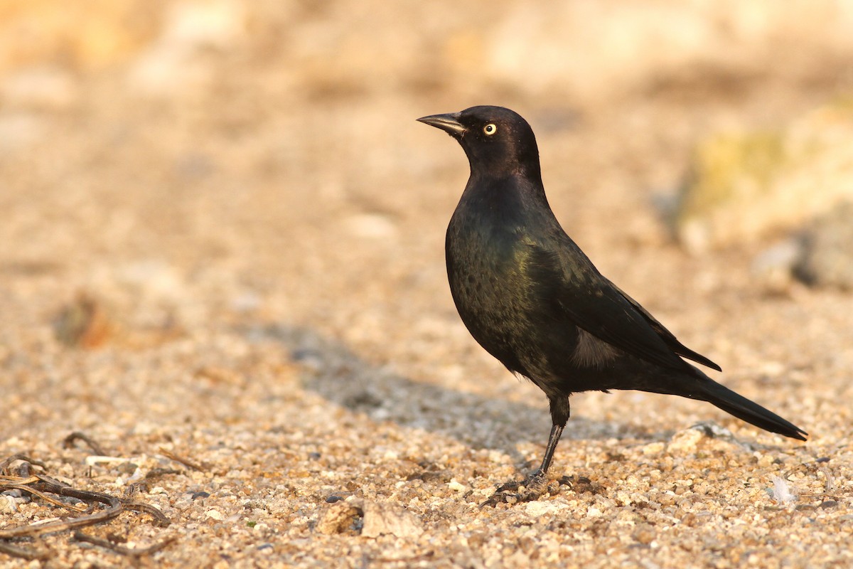 Brewer's Blackbird - ML271077131