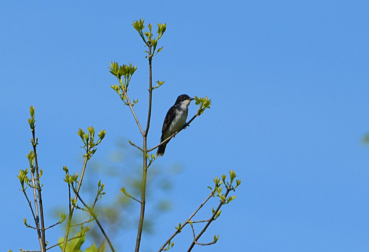 Eastern Kingbird - ML27107721