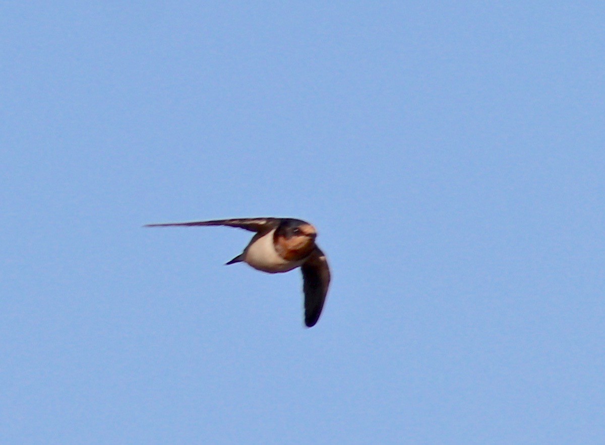 Barn Swallow - Charlie   Nims