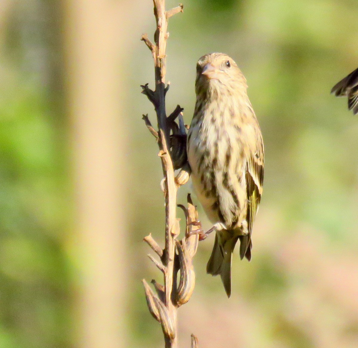 Pine Siskin - ML271079461