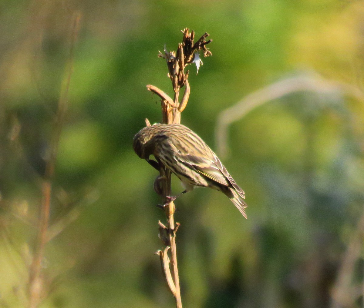 Pine Siskin - ML271079471