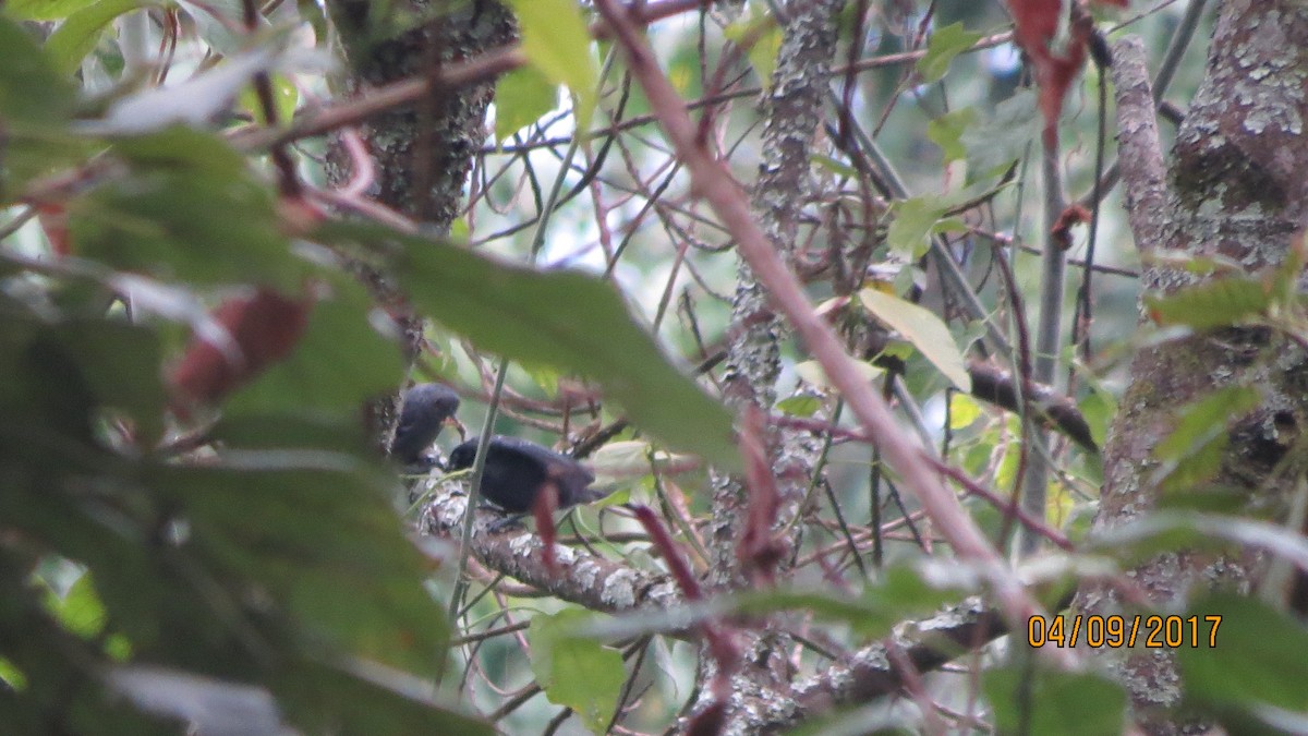 Dusky Tit - ML271079571