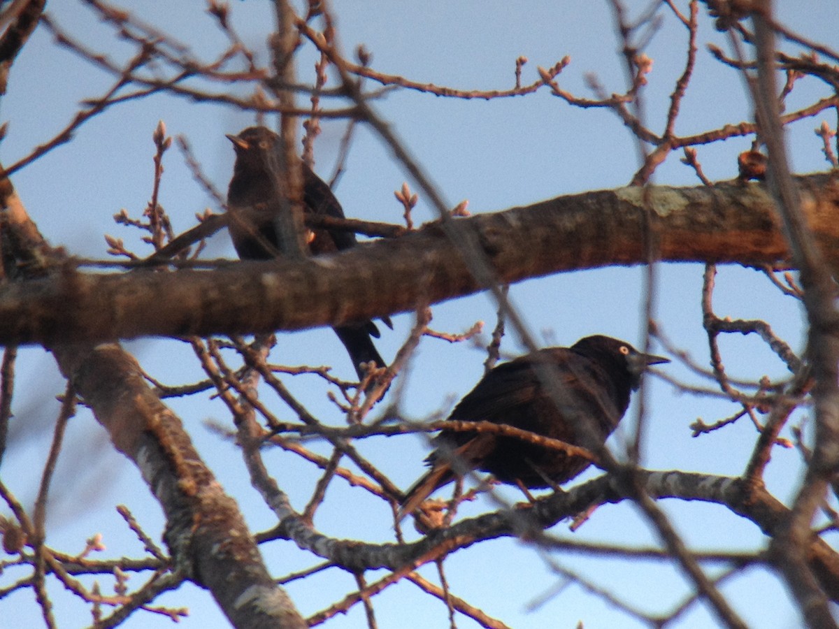 Rusty Blackbird - Larry Therrien