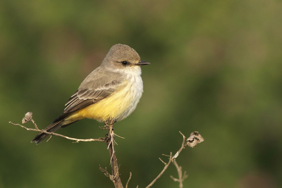 Vermilion Flycatcher - Evan Lipton