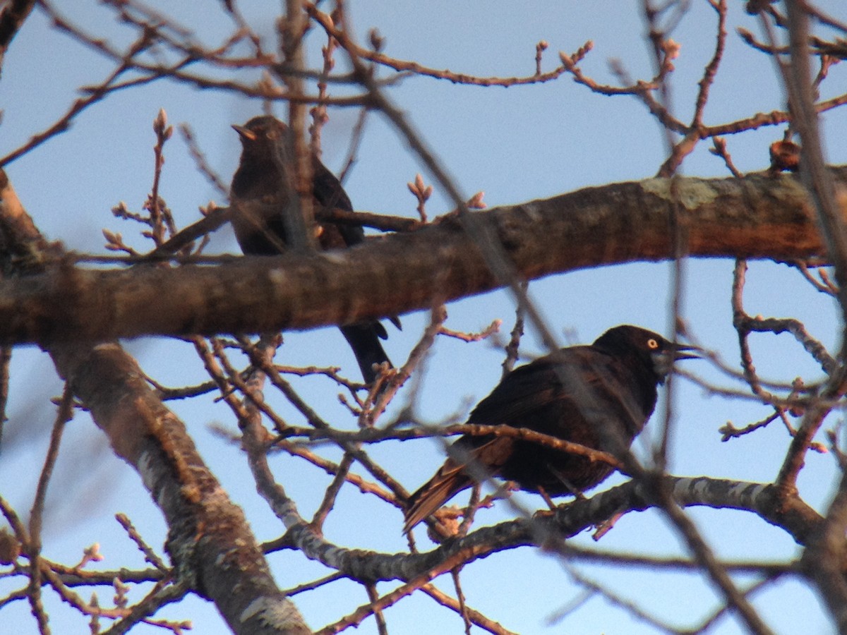 Rusty Blackbird - Larry Therrien