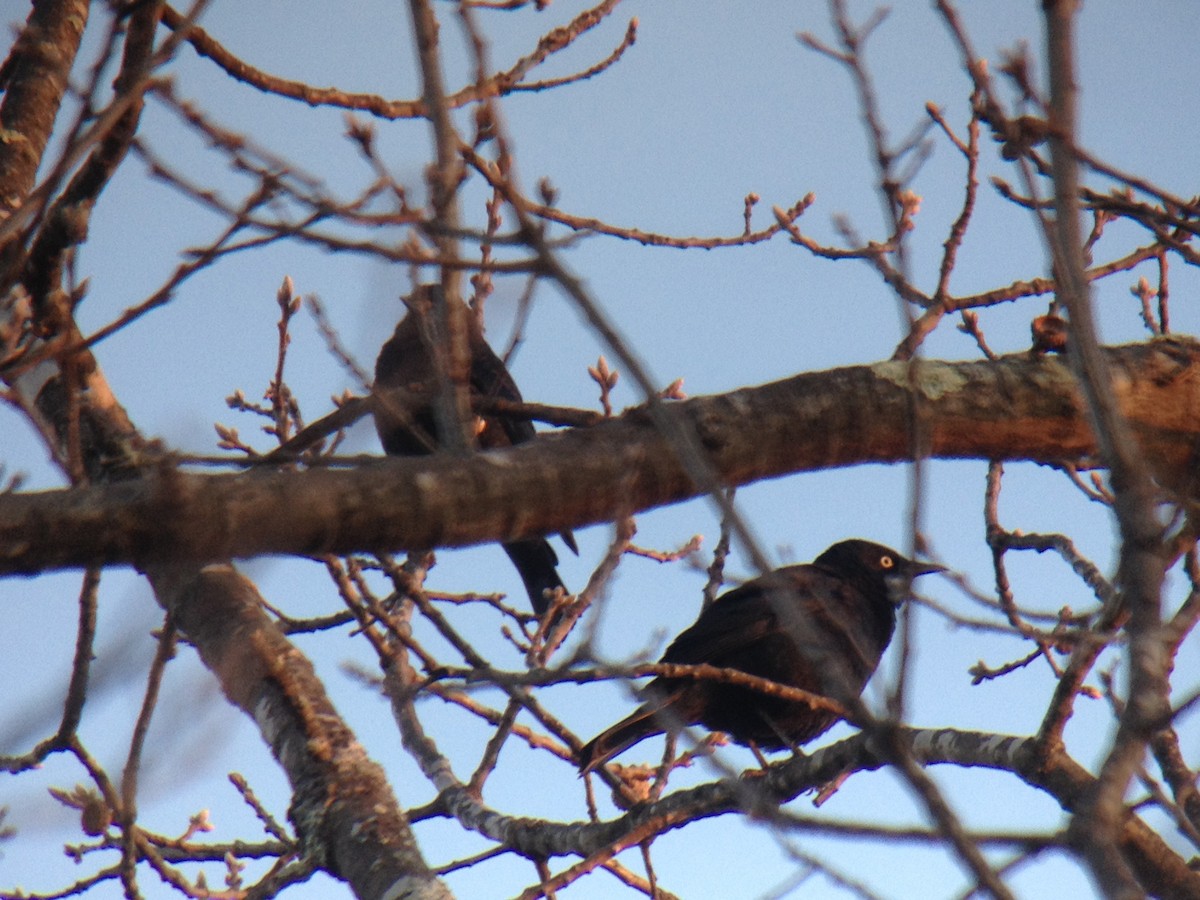 Rusty Blackbird - ML27108161