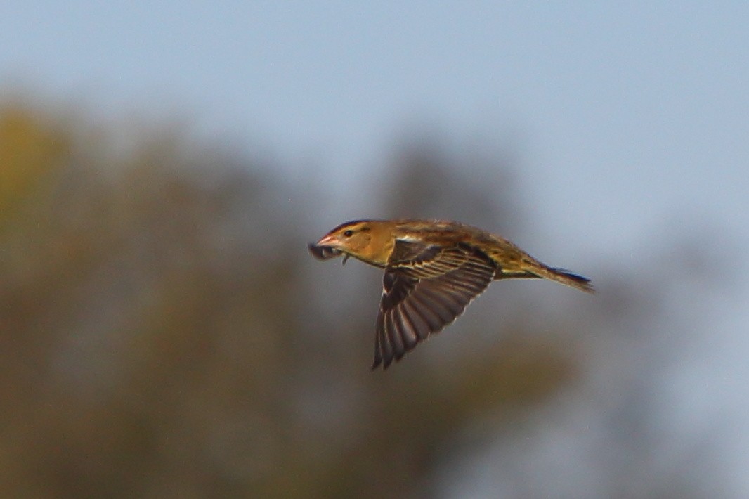 Bobolink - Bruce Robinson